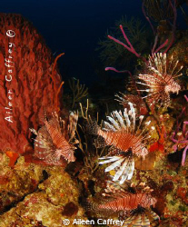 Out of control.... 5 lionfish in one shot in Akumal. Proo... by Aileen Caffrey 